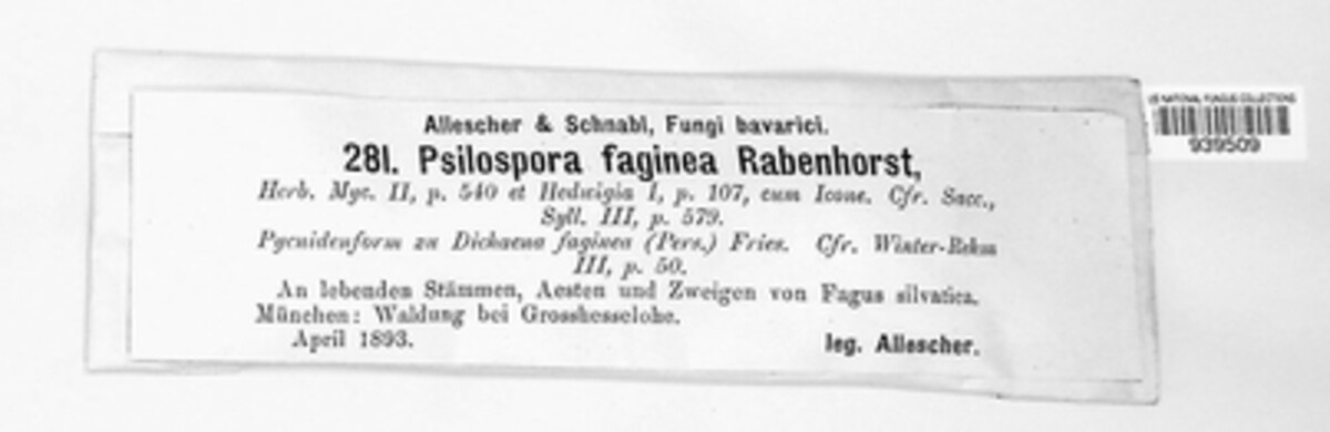 Ascodichaena rugosa image